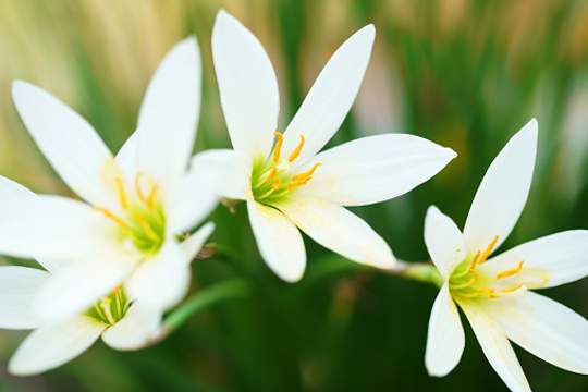 lily flowers